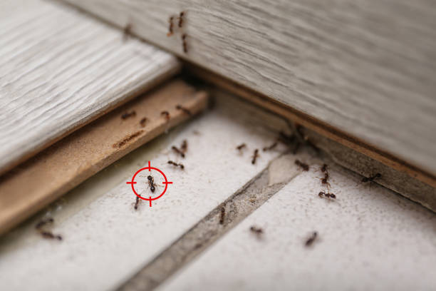 Best Best Pest Control Near Me  in Channahon, IL